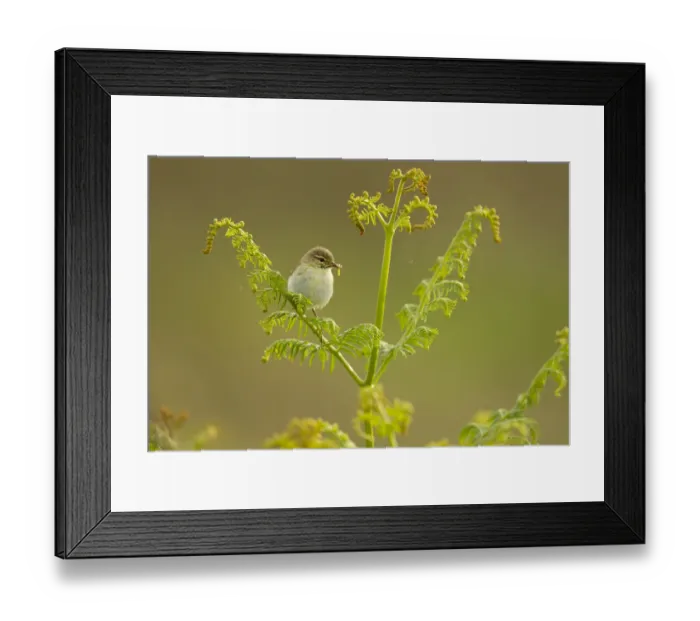 Framed Print : Willow warbler (Phylloscopus trochilus) perched on fern with caterpillar prey in beak Framed Print : Willow warbler (Phylloscopus trochilus) perched on fern with caterpillar prey in beak