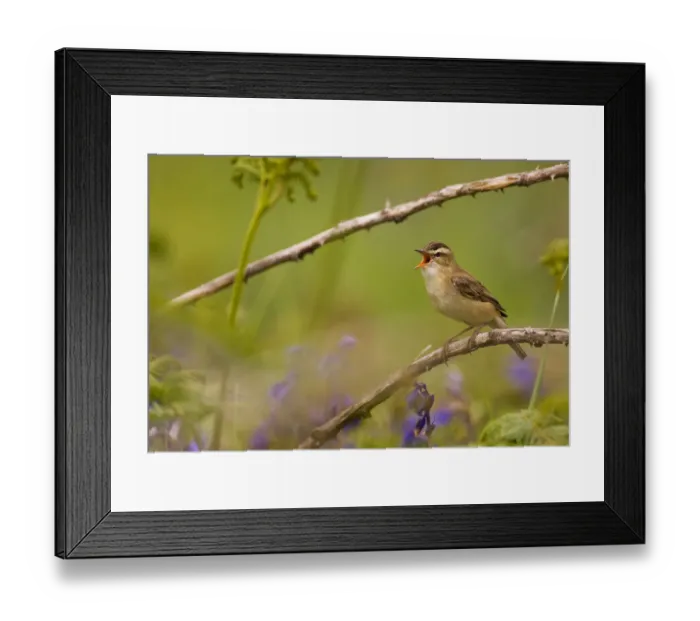 Framed Print : Sedge warbler (Acrocephalus schoenobaenus) singing portrait, Saltee Islands, Republic of Ireland Framed Print : Sedge warbler (Acrocephalus schoenobaenus) singing portrait, Saltee Islands, Republic of Ireland