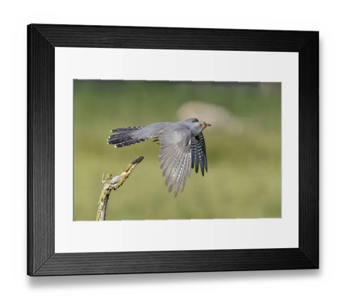 Framed Print : Cuckoo (Cuculus canorus) taking flight from its perch. Buckinghamshire, UK, June