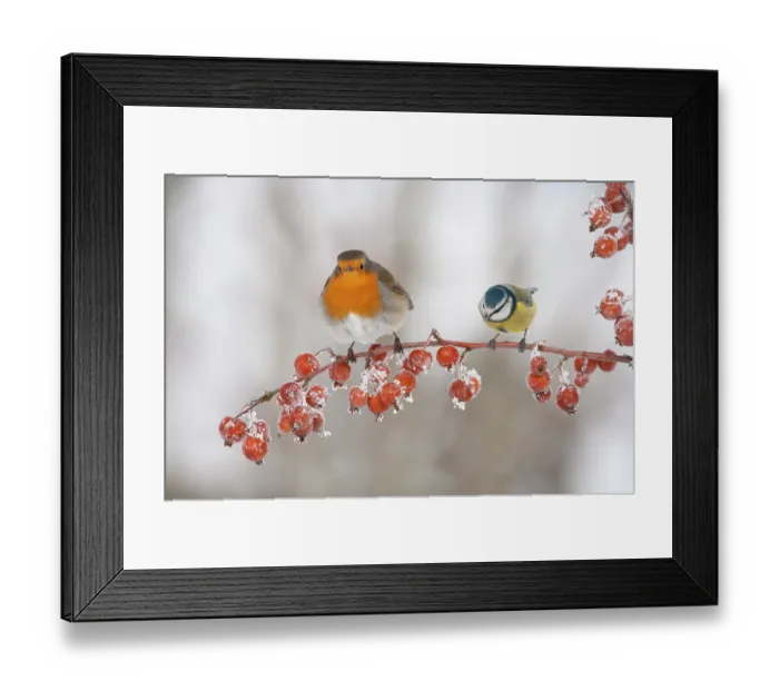Framed Print : Adult Robin (Erithacus rubecula) and adult Blue tit (Parus caeruleus) in winter, perched on twig with frozen crab apples, Scotland, UK, December 2010