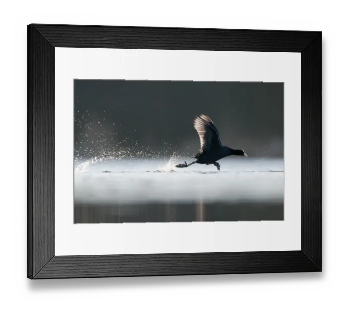Framed Print : An adult Coot (Fulica atra) running across the surface of a lake, Derbyshire, England Framed Print : An adult Coot (Fulica atra) running across the surface of a lake, Derbyshire, England