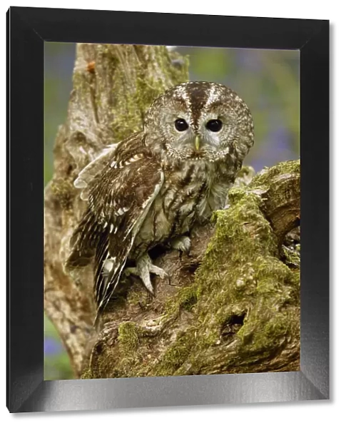 Tawny Owl on tree stump {Strix aluco} Wiltshire, UK captive