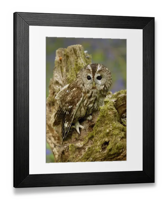 Framed Print : Tawny Owl on tree stump {Strix aluco} Wiltshire, UK captive Framed Print : Tawny Owl on tree stump {Strix aluco} Wiltshire, UK captive