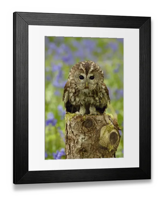 Framed Print : Tawny Owl juvenile portrait on tree stump {Strix aluco} Wiltshire, UK Framed Print : Tawny Owl juvenile portrait on tree stump {Strix aluco} Wiltshire, UK