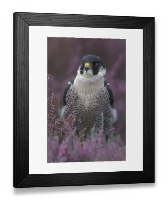 Framed Print : Peregrine falcon portrait in Heather {Falco peregrinus} UK Framed Print : Peregrine falcon portrait in Heather {Falco peregrinus} UK