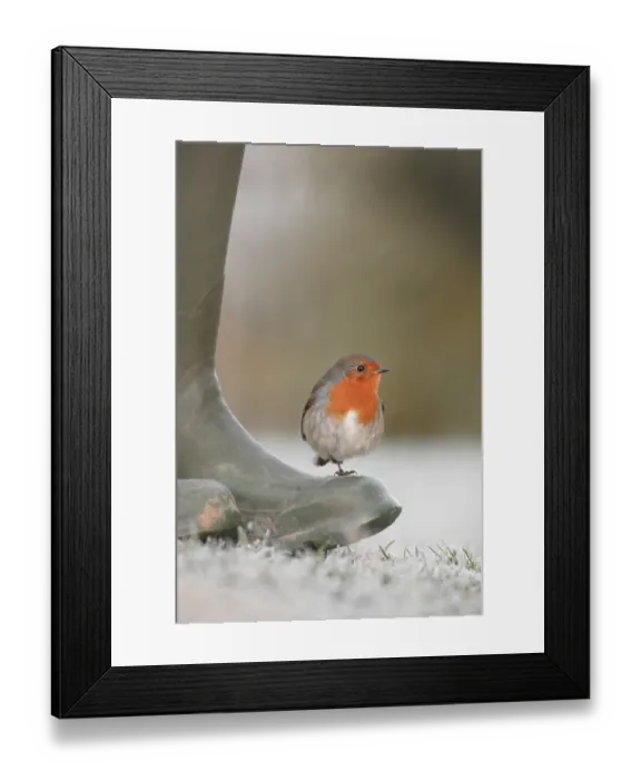 Framed Print : Robin perched on boot {Erithacus rubecula} UK Framed Print : Robin perched on boot {Erithacus rubecula} UK