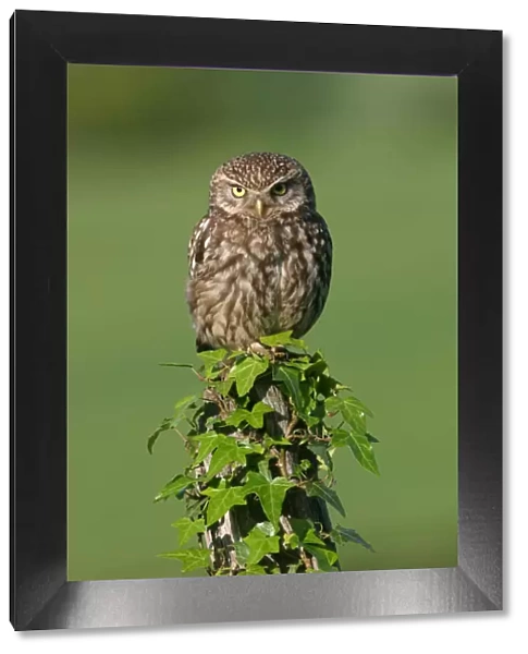 Little owl {Athene noctua} Derbyshire, England