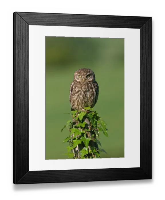 Framed Print : Little owl {Athene noctua} Derbyshire, England Framed Print : Little owl {Athene noctua} Derbyshire, England