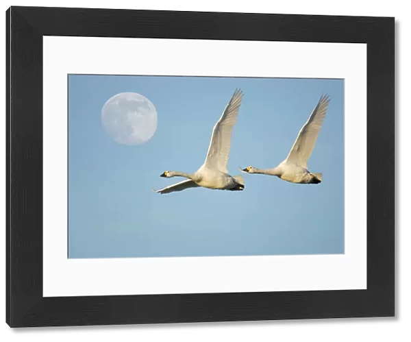 Two Bewick swans {Cygnus columbianus} flying with full-moon in sky. UK