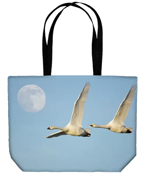Two Bewick swans {Cygnus columbianus} flying with full-moon in sky. UK