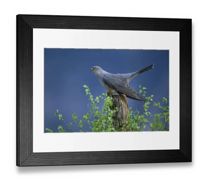 Framed Print : European Cuckoo {Cuculus canorus} male display posture Cairngorms, Scotland. Spring Framed Print : European Cuckoo {Cuculus canorus} male display posture Cairngorms, Scotland. Spring