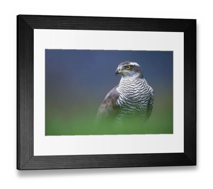Framed Print : RF- Northern Goshawk (Accipiter gentilis) male close-up, Scotland Framed Print : RF- Northern Goshawk (Accipiter gentilis) male close-up, Scotland