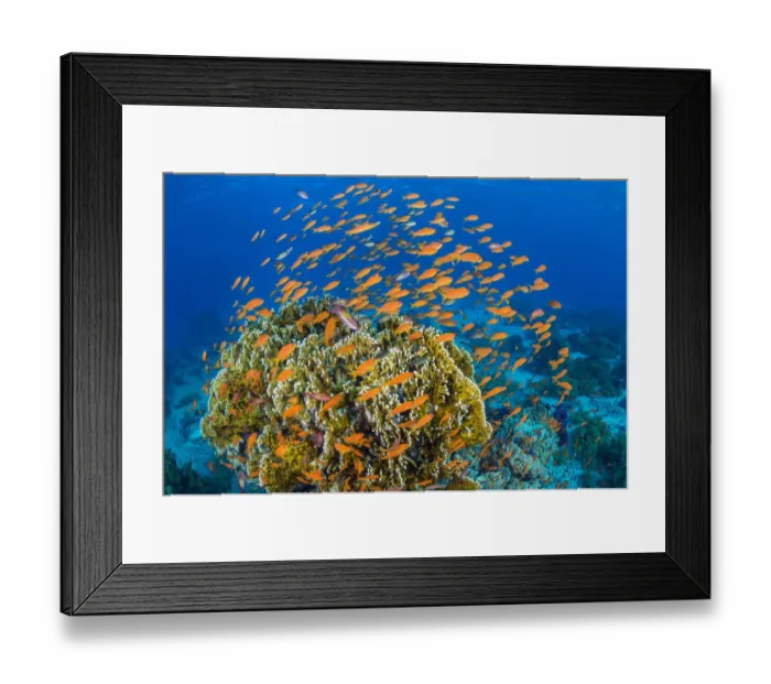 Framed Print : Vibrant Red Sea reef scene, with orange female Scalefin anthias (Pseudanthias squamipinnis) Framed Print : Vibrant Red Sea reef scene, with orange female Scalefin anthias (Pseudanthias squamipinnis)