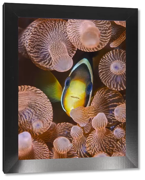 Clarks anemonefish (Amphiprion clarkii) portrait in its host Bubble-tip anemone