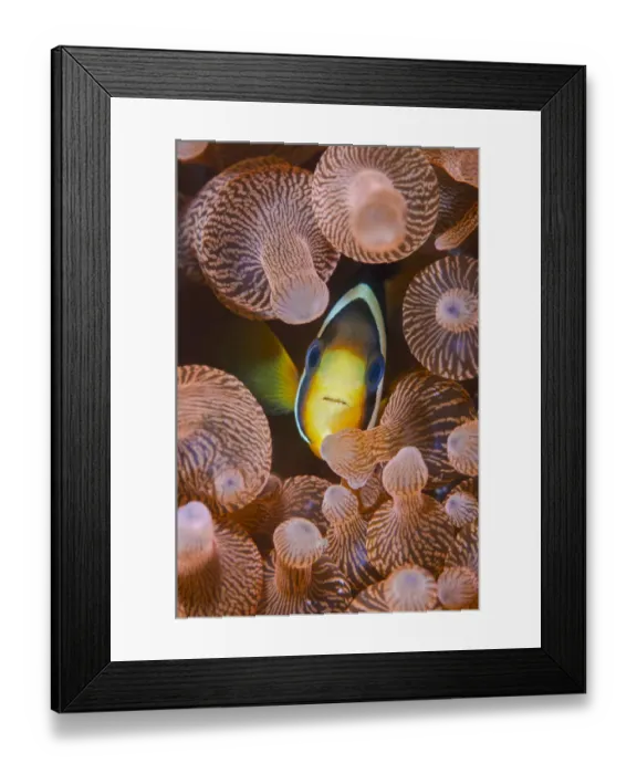 Framed Print : Clarks anemonefish (Amphiprion clarkii) portrait in its host Bubble-tip anemone Framed Print : Clarks anemonefish (Amphiprion clarkii) portrait in its host Bubble-tip anemone