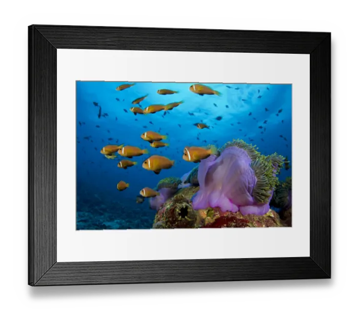 Framed Print : Maldive anemonefish (Amphiprion nigripes) shoal swimming in the current flowing over a