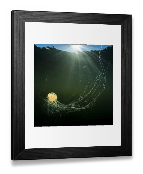 Framed Print : Lions mane jellyfish (Cyanea capillata) with feeding tentacles spread swimming Framed Print : Lions mane jellyfish (Cyanea capillata) with feeding tentacles spread swimming