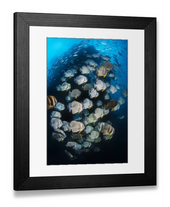 Framed Print : Longfin batfish (Platax teira) with Fusiliers (Caesio spp Framed Print : Longfin batfish (Platax teira) with Fusiliers (Caesio spp