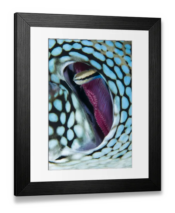 Framed Print : Cleaner wrasse (Labroides dimidiatus) swims out from the gill of a Blue spotted pufferfish Framed Print : Cleaner wrasse (Labroides dimidiatus) swims out from the gill of a Blue spotted pufferfish