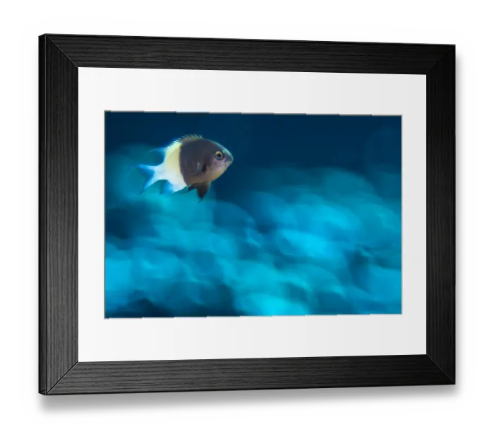 Framed Print : Chocolate-dip chromis (Chromis dimidiata) male over out of focus hard coral (Porites nodifera) Framed Print : Chocolate-dip chromis (Chromis dimidiata) male over out of focus hard coral (Porites nodifera)