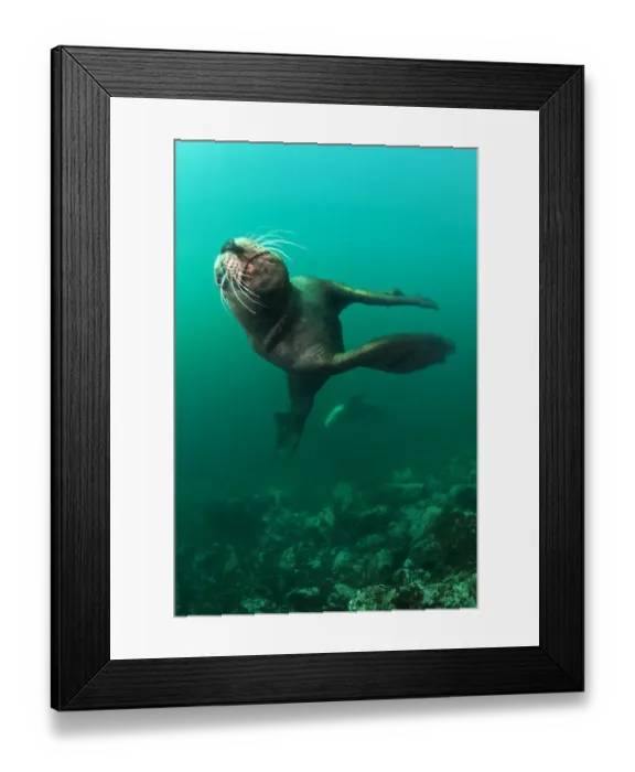 Framed Print : Steller sealion (Eumetopias jubatus) male charging past the camera. Race Rocks, Victoria Framed Print : Steller sealion (Eumetopias jubatus) male charging past the camera. Race Rocks, Victoria