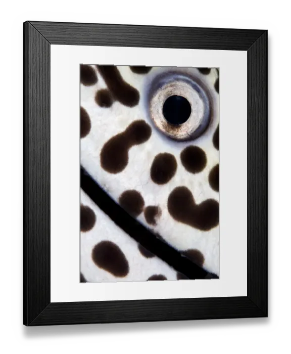 Framed Print : Close up detail photo of a Spotted moray (Gymnothorax isingteena), Baa Atoll, Maldives
