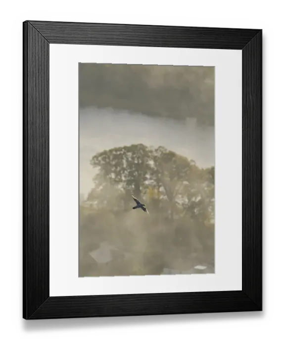 Framed Print : Peregrine Falcon (Falco peregrinus) in flight over the River Tay. Kinnoull Hill Woodland Park Framed Print : Peregrine Falcon (Falco peregrinus) in flight over the River Tay. Kinnoull Hill Woodland Park