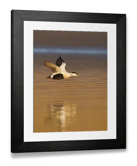 Framed Print : Eider (Somateria mollissima) male in flight in evening light. Aberdeenshire, Scotland, UK, March