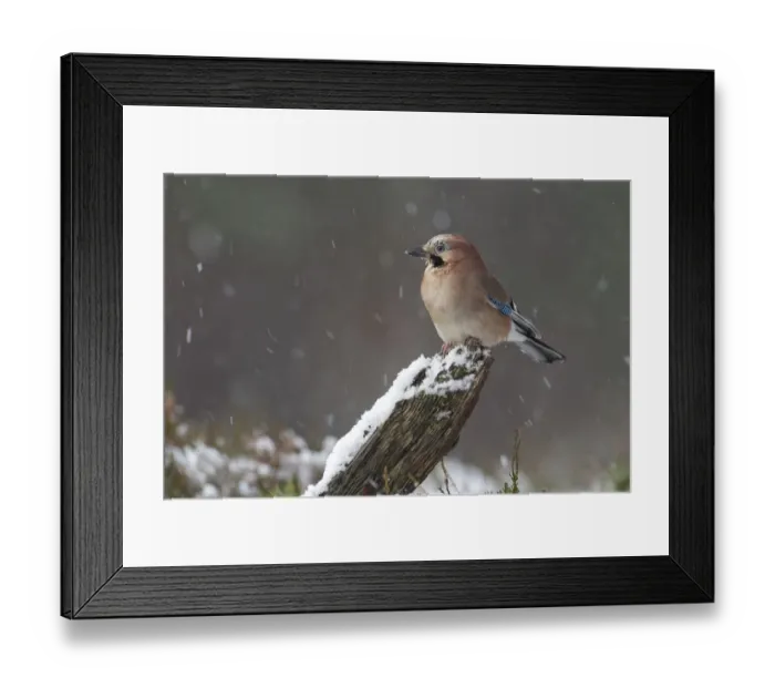 Framed Print : Jay (Garrulus glandarius) in snowfall. Cairngorms National Park, Scotland, December Framed Print : Jay (Garrulus glandarius) in snowfall. Cairngorms National Park, Scotland, December