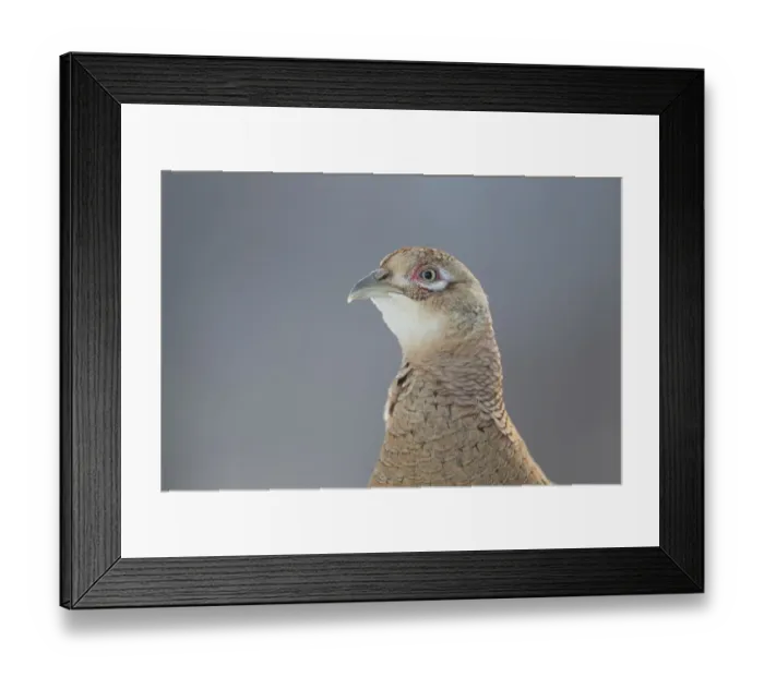 Framed Print : Female Pheasant (Phasianus colchicus) portrait Cairngorms National Park, Scotland, April Framed Print : Female Pheasant (Phasianus colchicus) portrait Cairngorms National Park, Scotland, April