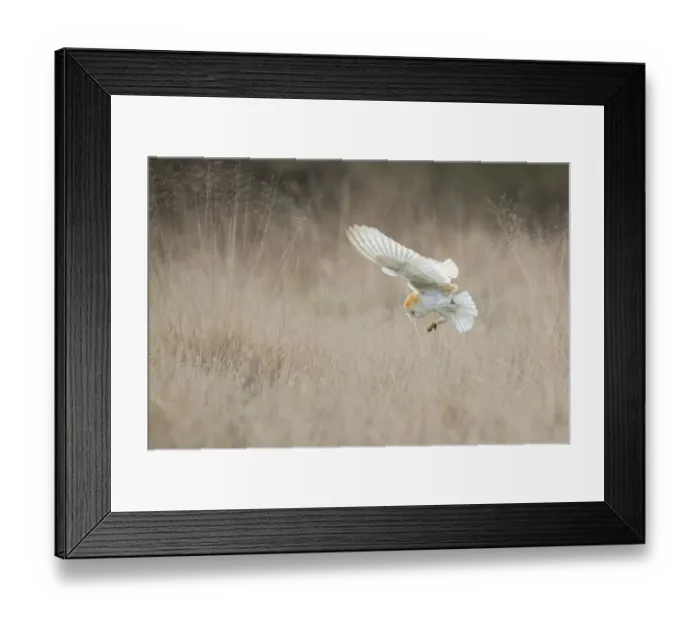 Framed Print : Barn Owl (Tyto alba) diving towards prey. Wales, UK, March. Sequence 2 of 2 Framed Print : Barn Owl (Tyto alba) diving towards prey. Wales, UK, March. Sequence 2 of 2