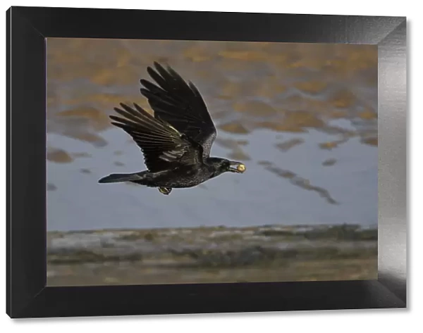 Carrion Crow (Corvus corone) in flight with Cockle shell, Liverpool Bay, UK, November