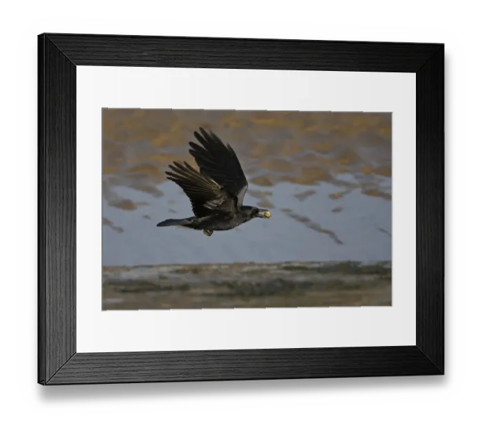 Framed Print : Carrion Crow (Corvus corone) in flight with Cockle shell, Liverpool Bay, UK, November Framed Print : Carrion Crow (Corvus corone) in flight with Cockle shell, Liverpool Bay, UK, November
