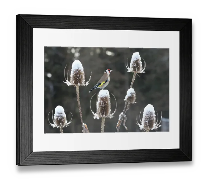 Framed Print : Goldfinch (Carduelis carduelis) perched on teazel seedhead (Dipsacus sp) in winter, Surrey, UK, December Framed Print : Goldfinch (Carduelis carduelis) perched on teazel seedhead (Dipsacus sp) in winter, Surrey, UK, December