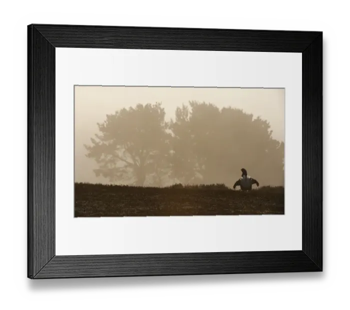Framed Print : Male Black grouse (Tetrao tetrix) displaying at lek at dawn, Cairngorms NP, Grampian Framed Print : Male Black grouse (Tetrao tetrix) displaying at lek at dawn, Cairngorms NP, Grampian