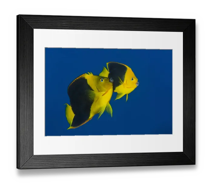 Framed Print : RF- Pair of Rock beauties (Holacanthus tricolor) spawning at dusk Framed Print : RF- Pair of Rock beauties (Holacanthus tricolor) spawning at dusk