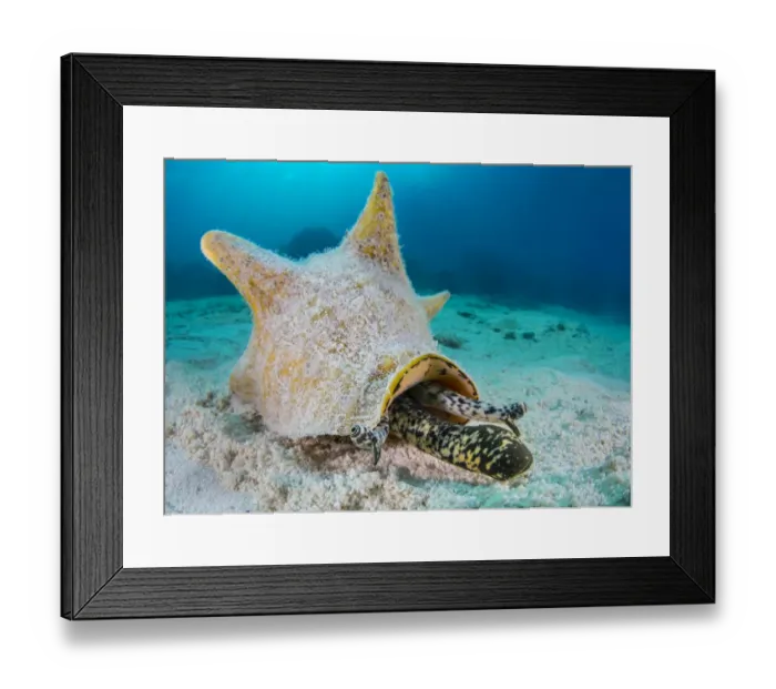 Framed Print : Queen conch (Strombus gigas) extending its proboscis and stalked eyes at it moves Framed Print : Queen conch (Strombus gigas) extending its proboscis and stalked eyes at it moves
