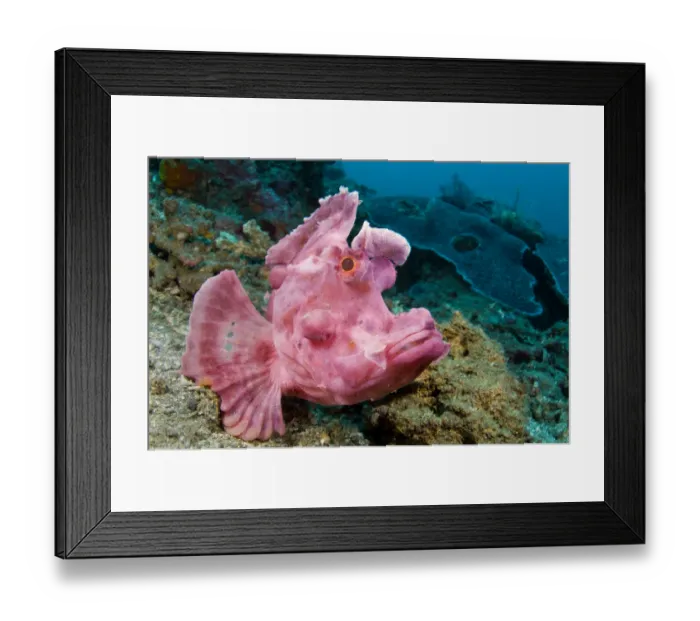 Framed Print : Portrait of Paddle-flap scorpionfish (Rhinopias eschmeyeri) on rubble slope Framed Print : Portrait of Paddle-flap scorpionfish (Rhinopias eschmeyeri) on rubble slope