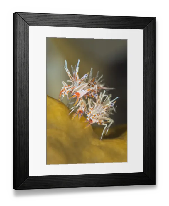 Framed Print : Pair of Tiger shrimps (Phyllognathia ceratophthalmus) on top of piece of coral. Bitung Framed Print : Pair of Tiger shrimps (Phyllognathia ceratophthalmus) on top of piece of coral. Bitung