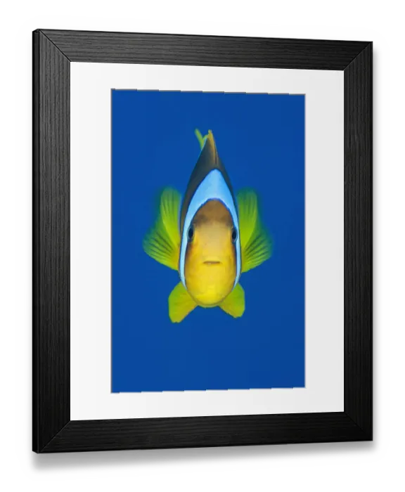 Framed Print : Portrait of Red Sea anemonefish (Amphiprion bicinctus) against open water Framed Print : Portrait of Red Sea anemonefish (Amphiprion bicinctus) against open water