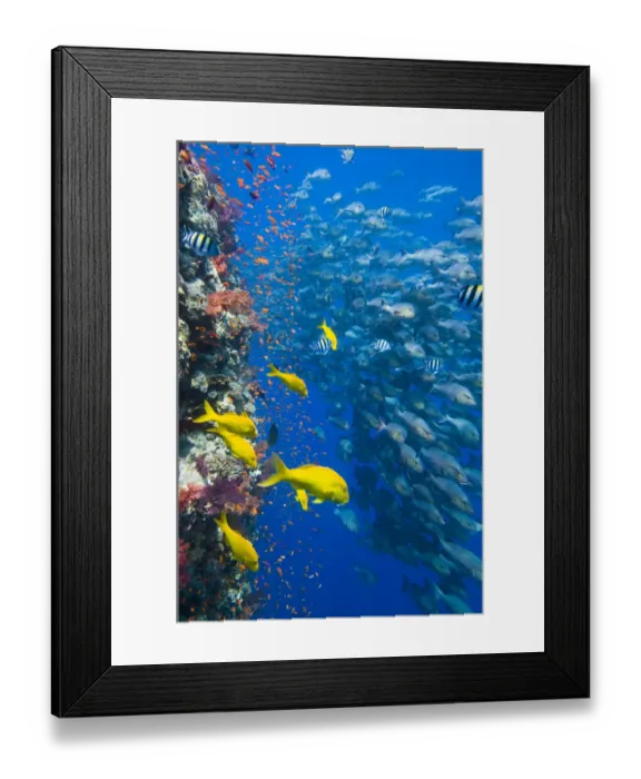 Framed Print : The vertical reef wall at Shark Reef, Ras Mohammed, with Scalefin anthias Framed Print : The vertical reef wall at Shark Reef, Ras Mohammed, with Scalefin anthias