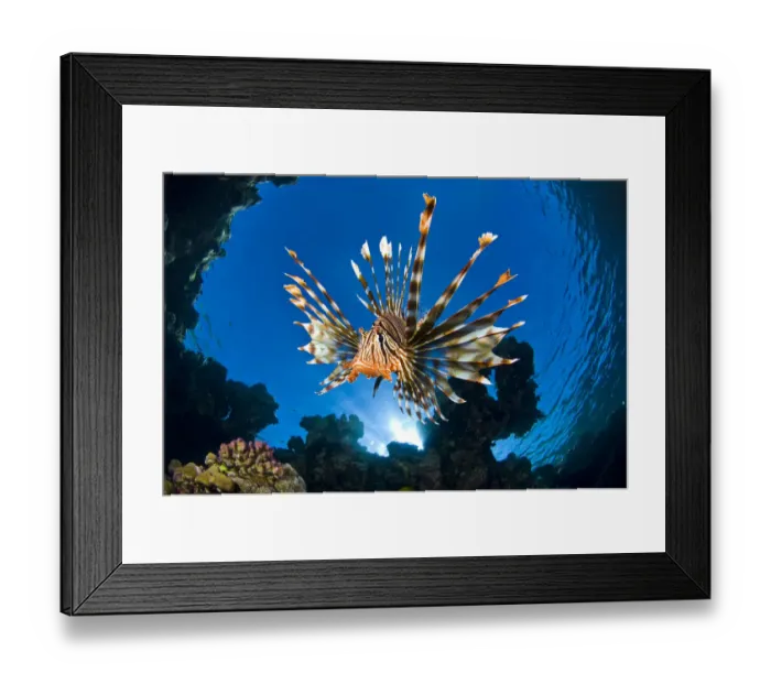 Framed Print : Female Lionfish (Pterois volitans) on coral reef. Jackfish Alley Framed Print : Female Lionfish (Pterois volitans) on coral reef. Jackfish Alley