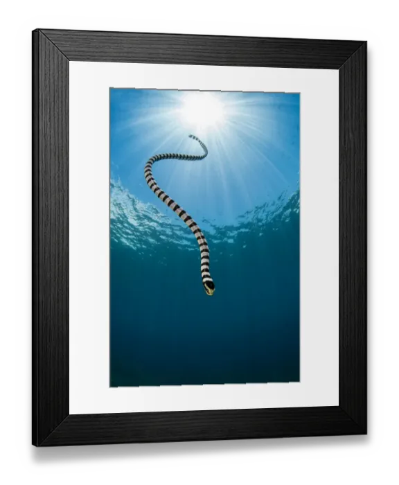 Framed Print : Yellow lipped sea snake (Laticauda colubrina) dives back down to the reef after surfacing Framed Print : Yellow lipped sea snake (Laticauda colubrina) dives back down to the reef after surfacing