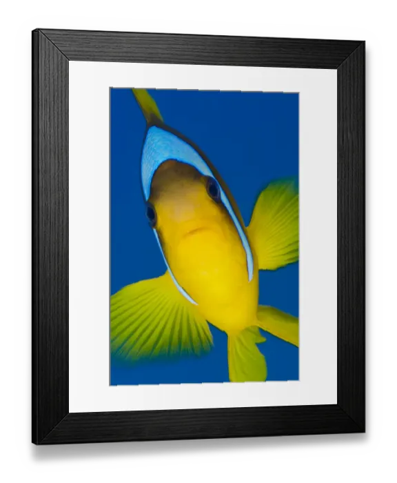 Framed Print : Portrait of Red Sea anemonefish (Amphiprion bicinctus) against open water Framed Print : Portrait of Red Sea anemonefish (Amphiprion bicinctus) against open water