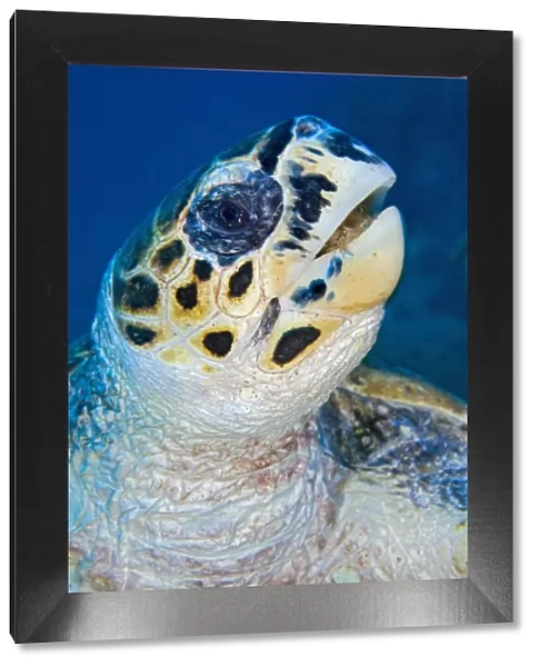 Hawksbill turtle (Eretmochelys imbricata) feeding on soft coral (Litophyton arboreum
