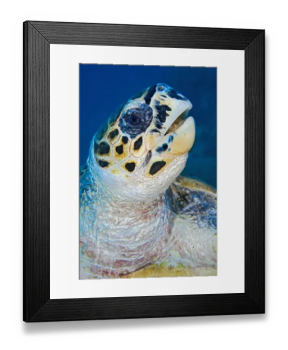 Framed Print : Hawksbill turtle (Eretmochelys imbricata) feeding on soft coral (Litophyton arboreum Framed Print : Hawksbill turtle (Eretmochelys imbricata) feeding on soft coral (Litophyton arboreum