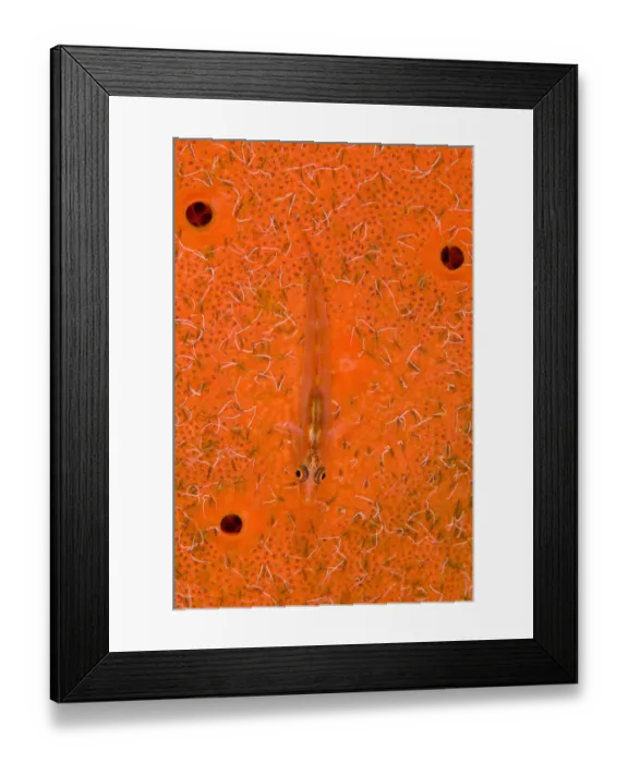 Framed Print : Translucent goby (Bryaninops erythrops) rests on sponge (Pione vastifica) covered in spionid worms Framed Print : Translucent goby (Bryaninops erythrops) rests on sponge (Pione vastifica) covered in spionid worms