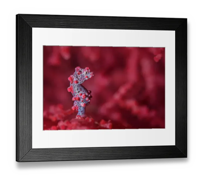 Framed Print : Tiny (10mm) pygmy seahorse (Hippocampus bargibanti) sheltering in seafan (Muricella sp. ) Bitung, North Sulawesi, Indonesia. Lembeh Strait, Molucca Sea Framed Print : Tiny (10mm) pygmy seahorse (Hippocampus bargibanti) sheltering in seafan (Muricella sp. ) Bitung, North Sulawesi, Indonesia. Lembeh Strait, Molucca Sea