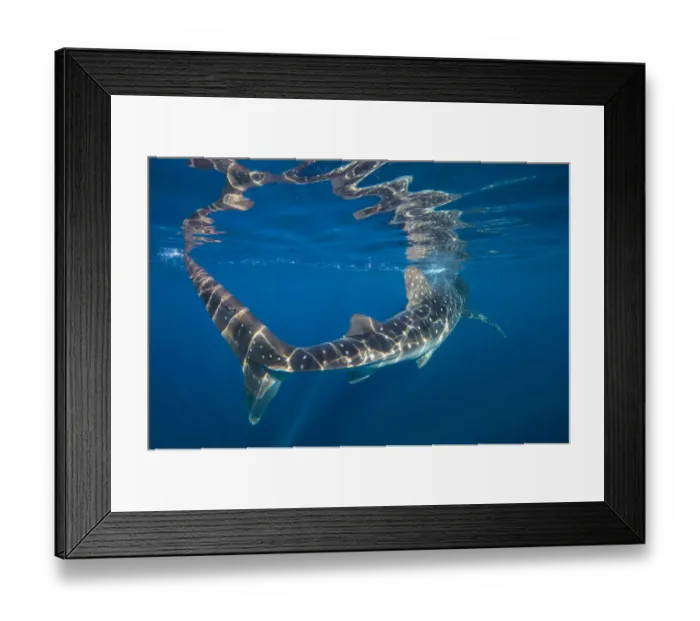 Framed Print : Portrait of Whale shark (Rhincodon typus) at the surface. Isla Mujeres, Quintana Roo