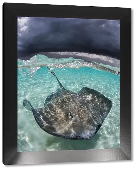 Large female Southern stingray (Hypanus americanus) in shallow water, under storm clouds